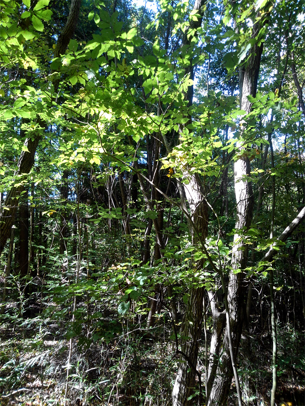 �R�̂莩�R���`�A�I�_��