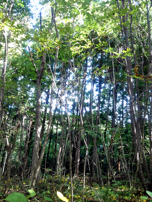 �R�̂莩�R���`�A�I�_��