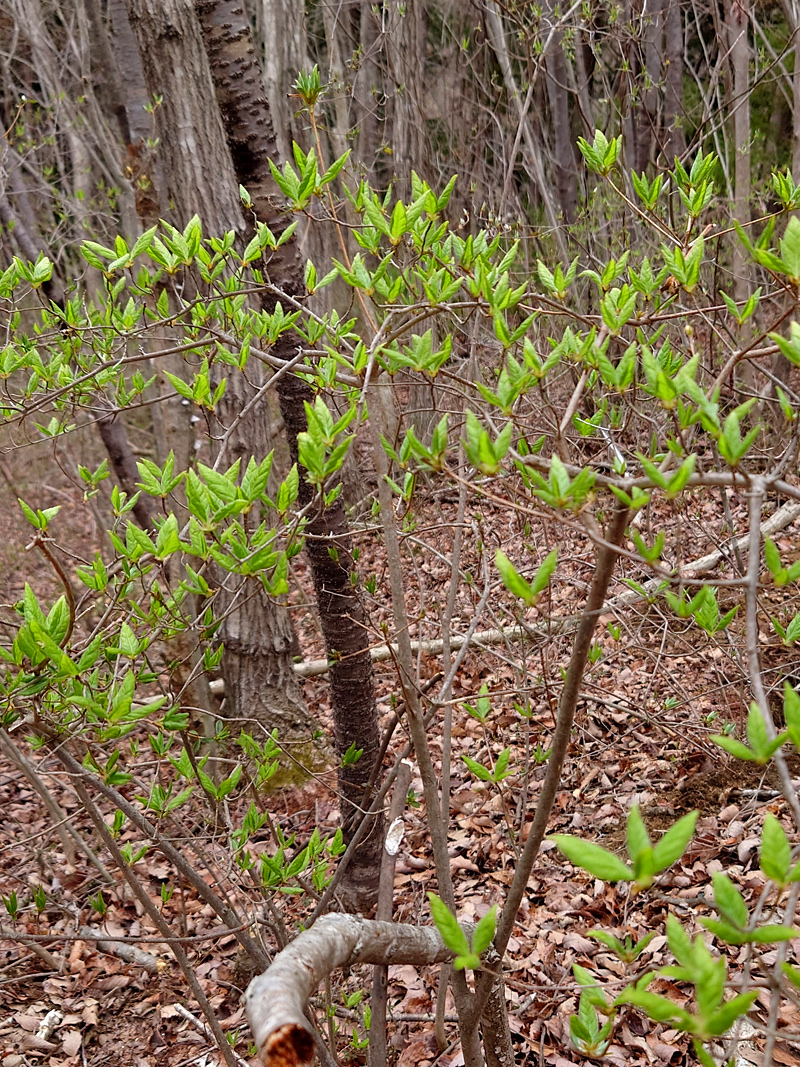 201 山採り　バイカツツジ 201 山採り バイカツツジ 201 山採り バイカツツジ