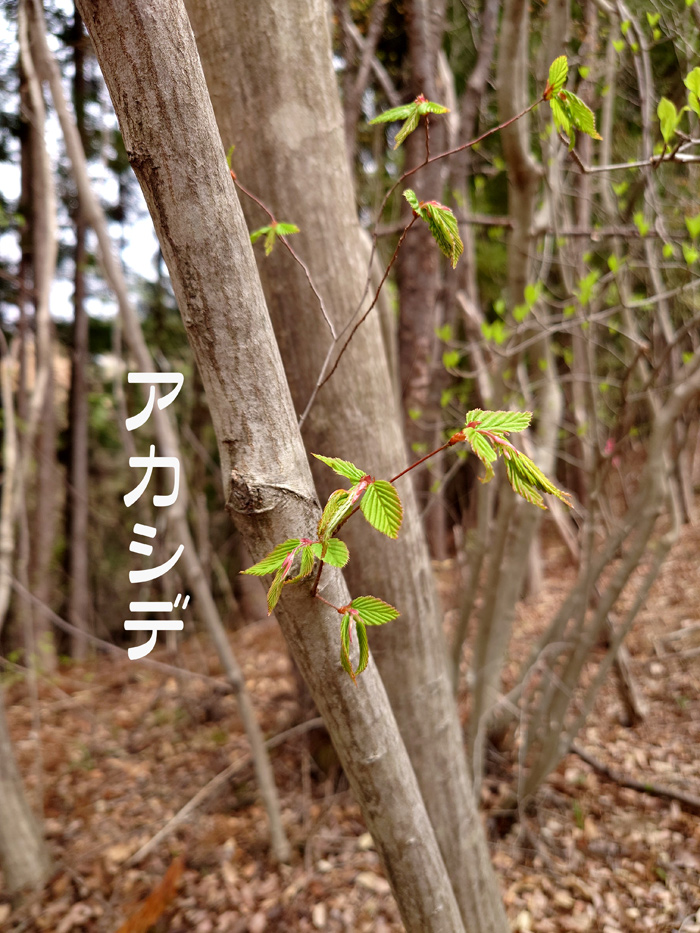 20 山採り　ニシキギ 20 山採りニシキギ