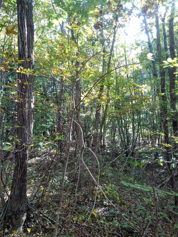 �R�̂莩�R���`�A�I�_��