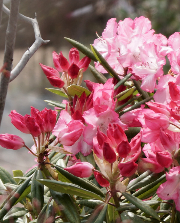 �~�Z�X�t�W�C�̉�