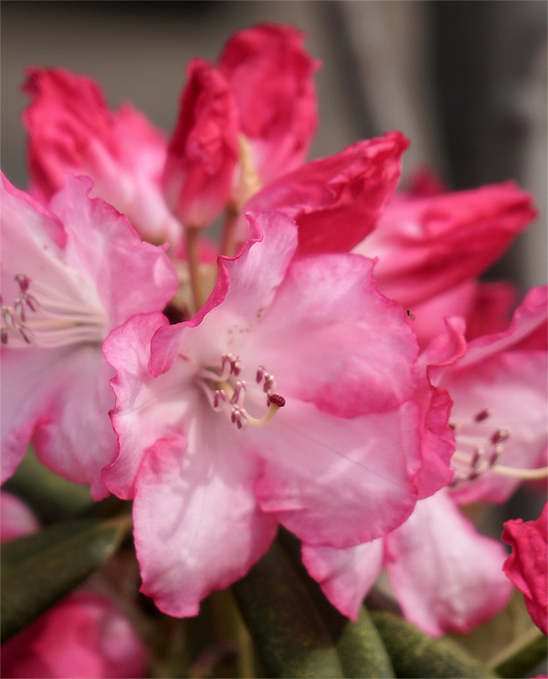 �~�Z�X�t�W�C�̉�