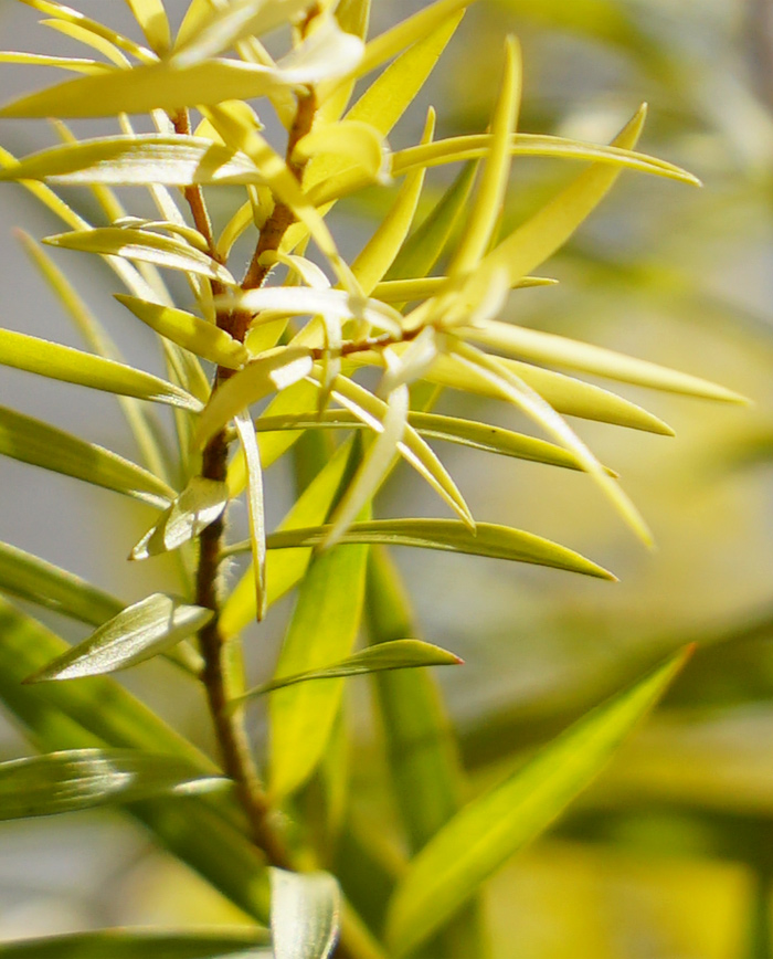 ���{�����[�V�����S�[���h