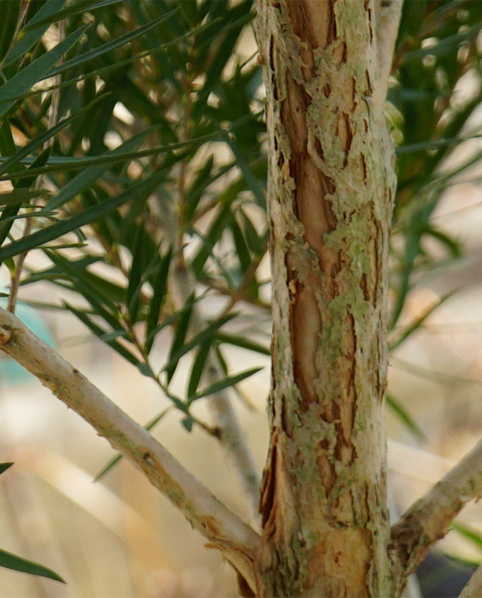 ���{�����[�V�����S�[���h