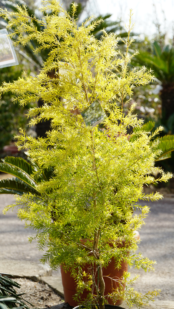 ���{�����[�V�����S�[���h