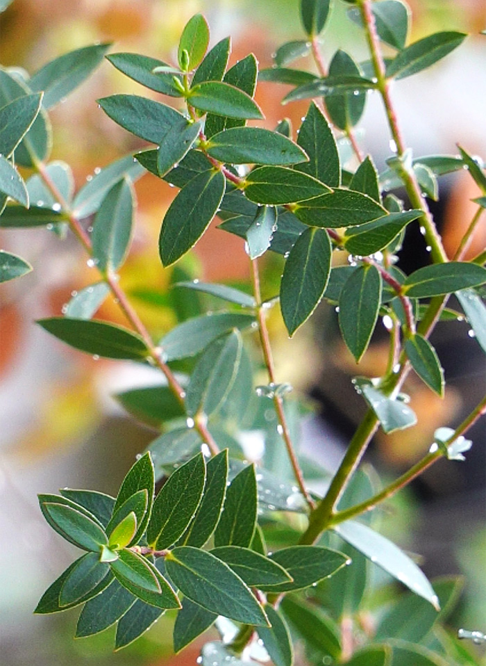 �o���r�t�H���A