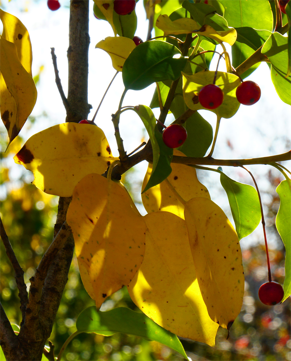 �\���S���t