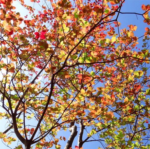 �R�̂莩�R���`�A�u���c�c�W�g�t