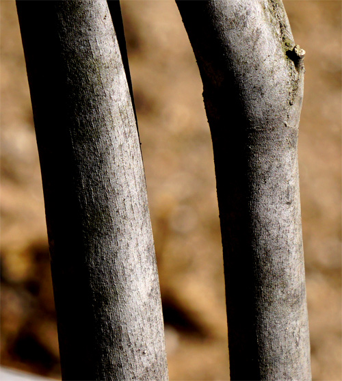 �R�̂莩�R���`�A�u���c�c�W�ؔ�