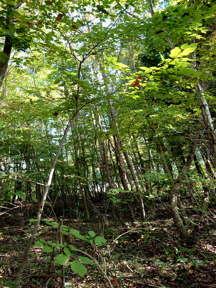 �A�J�V�f�g�t