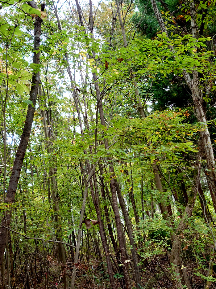 �R�̂莩�R���`�A�J�V�f