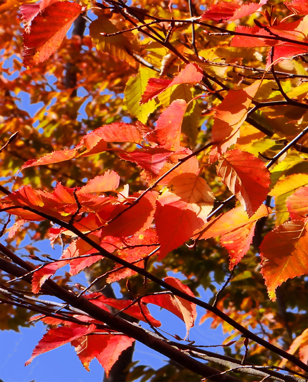 �A�J�V�f�g�t