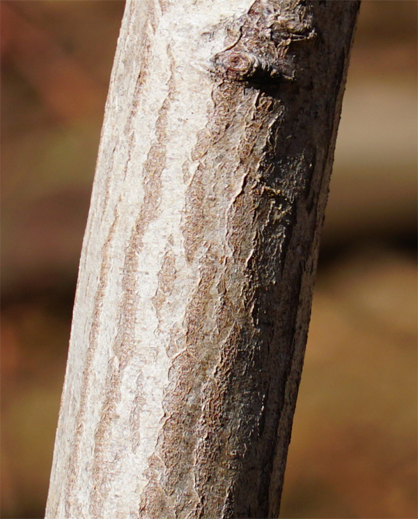 �A�J�V�f�ؔ�