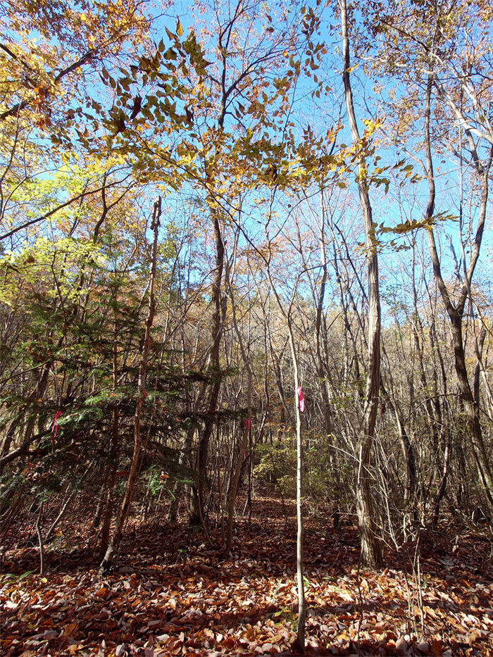 �A�J�V�f�̉�