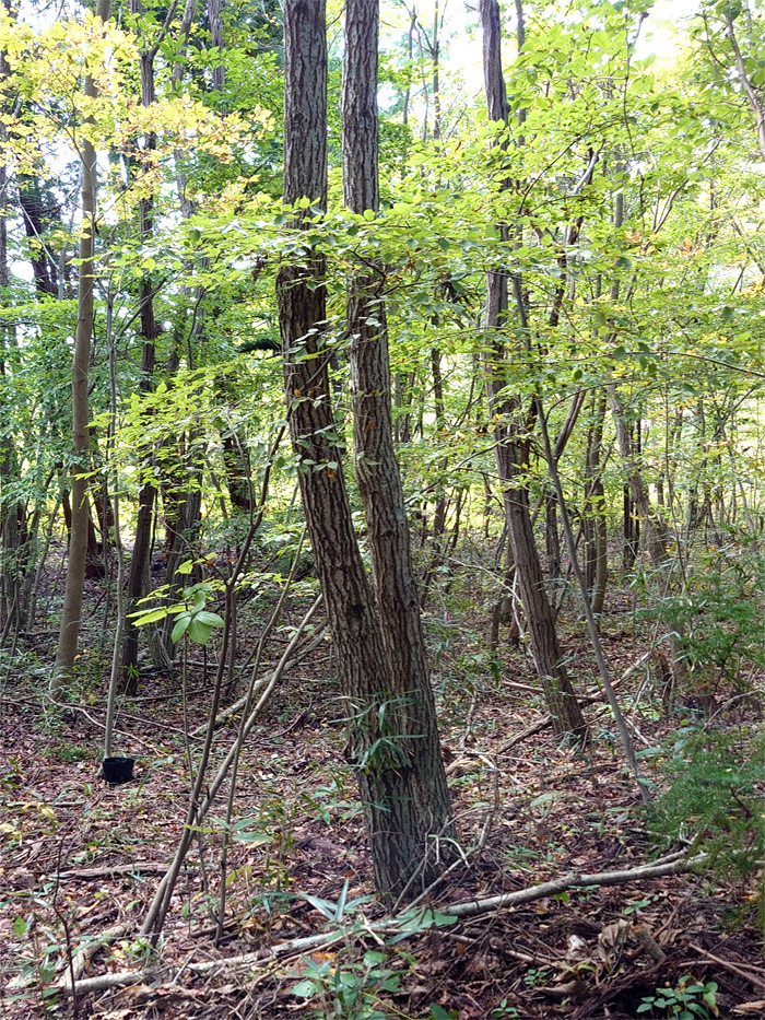 �A�J�V�f�ؔ�