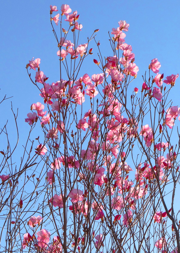 ���R���`�ԃ��V�I�c�c�W