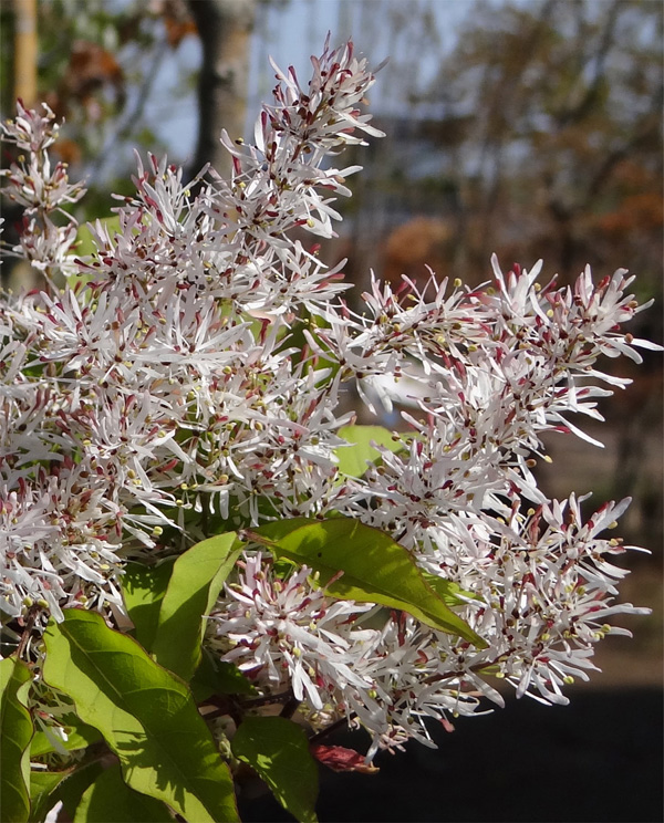 �R�̂莩�R���`�A�I�_����