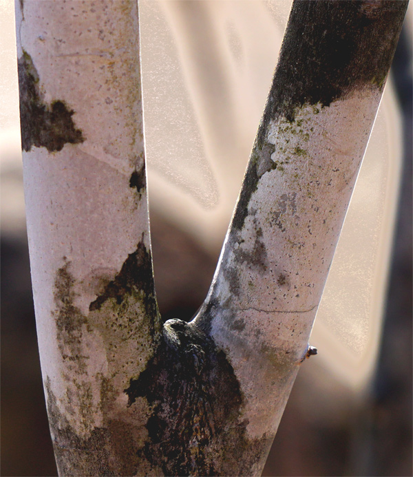 �R�̂莩�R���`�A�I�_������