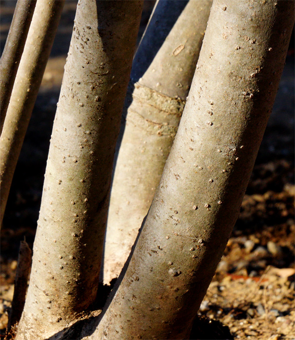 �R�̂莩�R���`�A�I�n�_�ؔ�