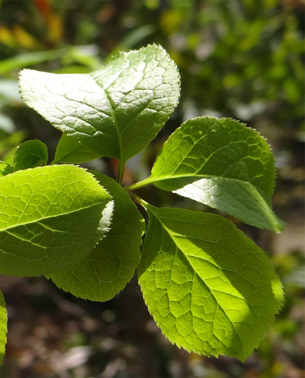 �R�̂莩�R���`�A�I�n�_��t