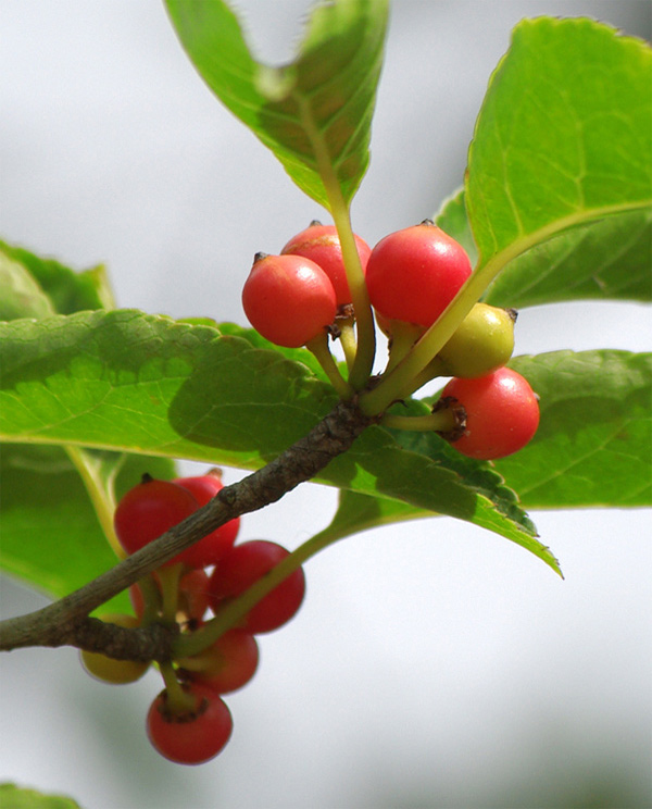 �R�̂莩�R���`�A�I�n�_���X���̎�