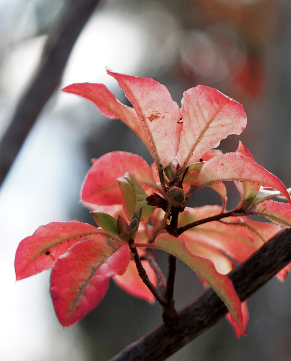 �o�C�J�c�c�W�g�t