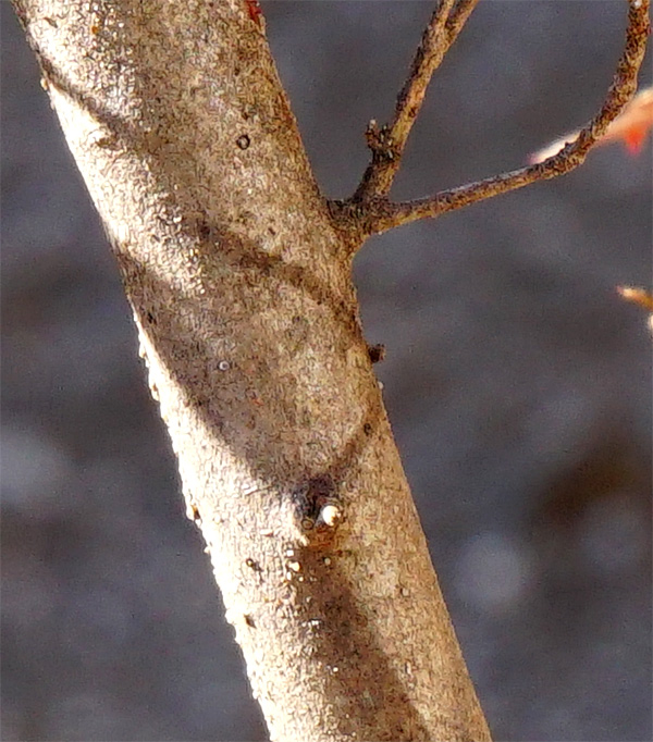 �o�C�J�c�c�W�g�t