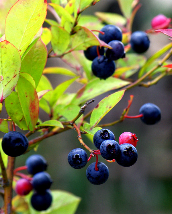 �u���[�x���[