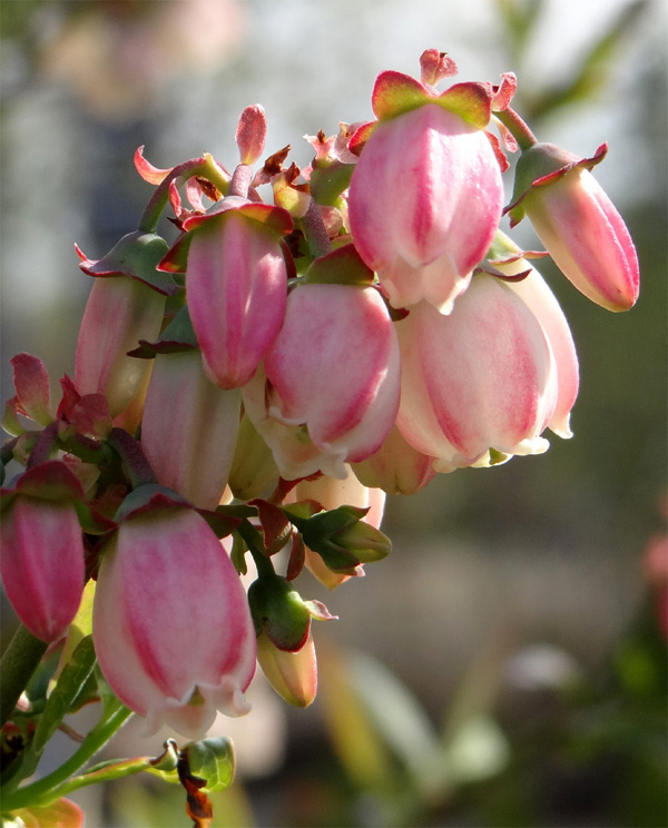 �u���[�x���[��