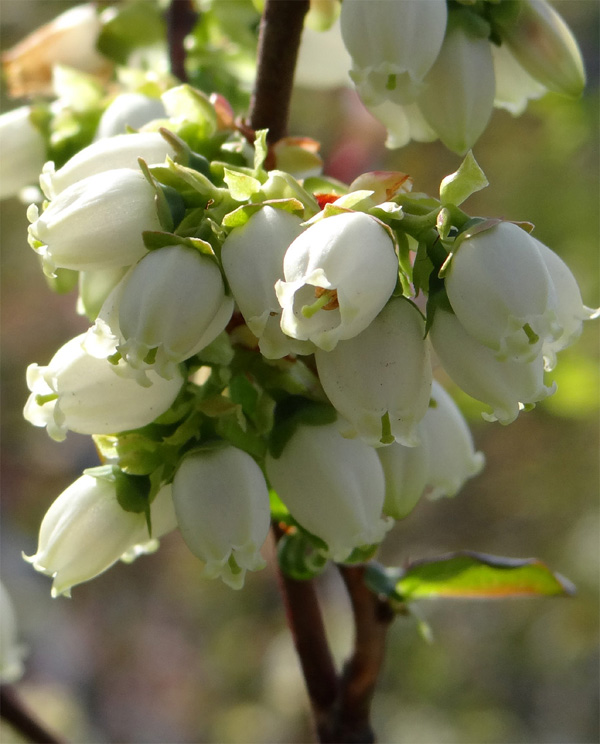 �u���[�x���[��