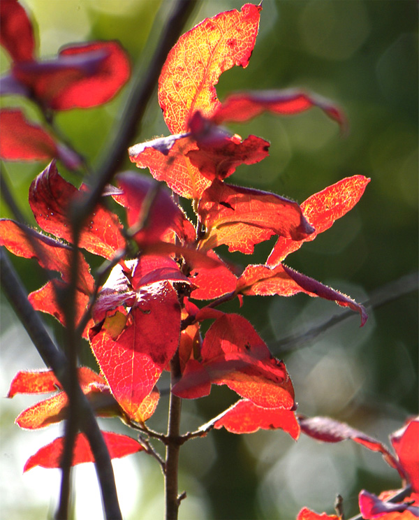 �u���[�x���[�g�t