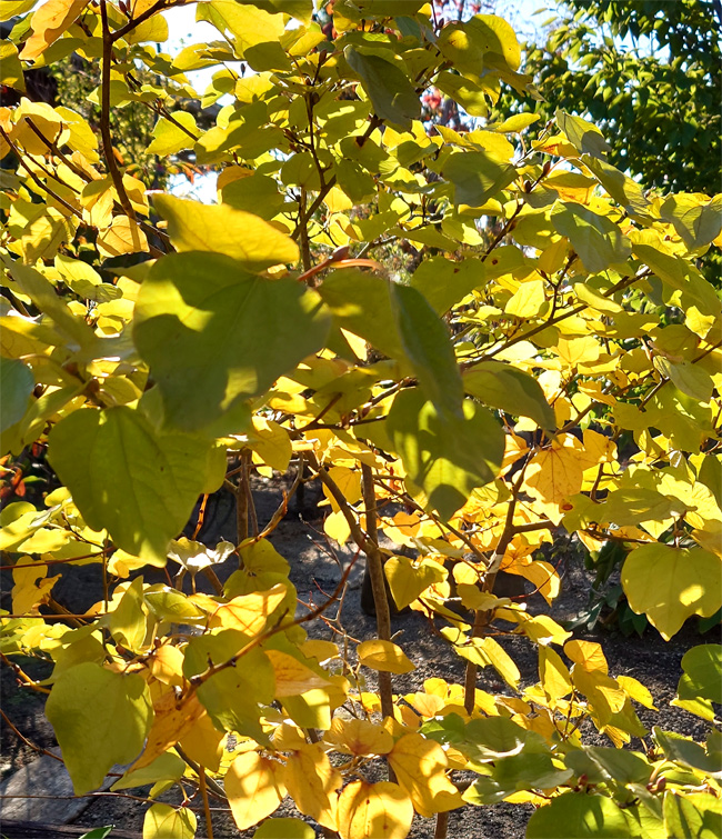 �_���R�E�o�C