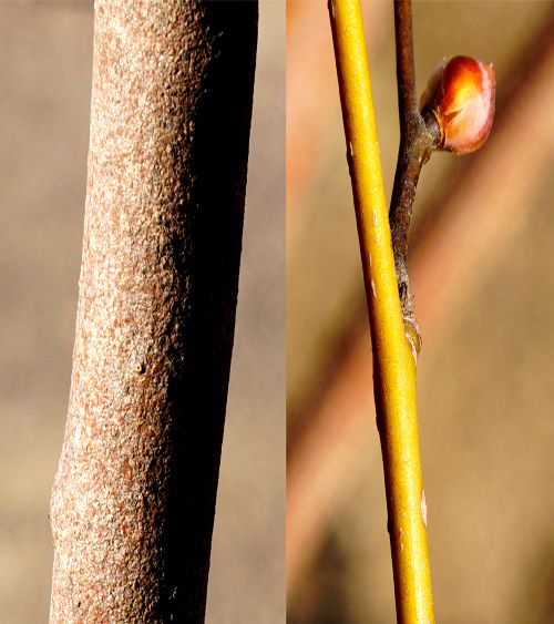 �_���R�E�o�C