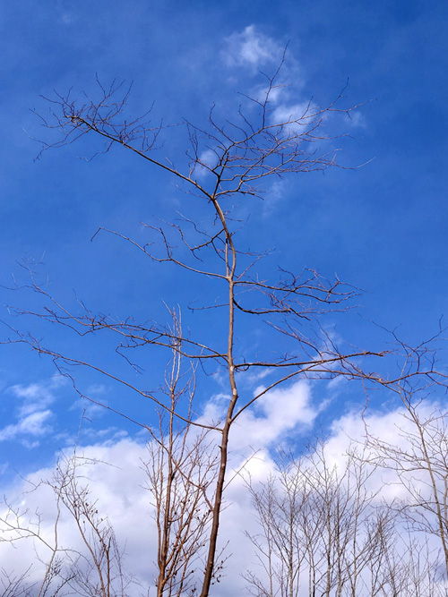 �R�̂莩�R���`���R���`