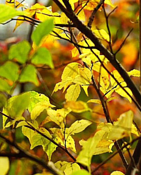 �R�̂莩�R���`�G�S�m�L���t