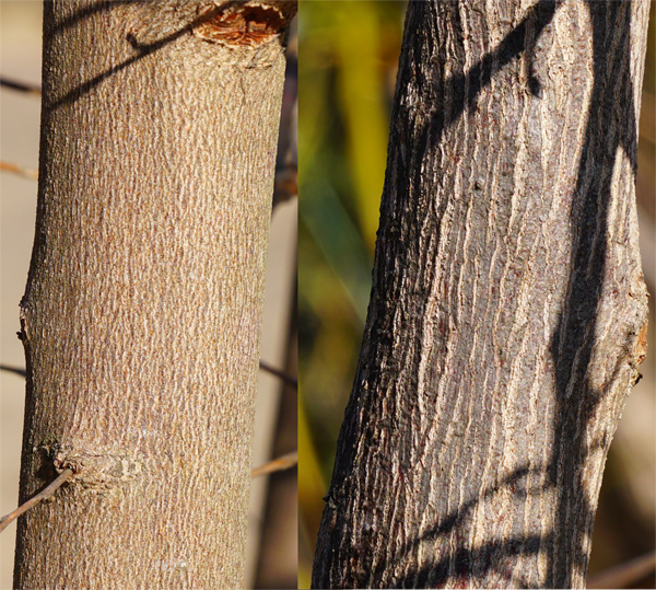 �R�̂莩�R���`�G�S�m�L�ؔ�