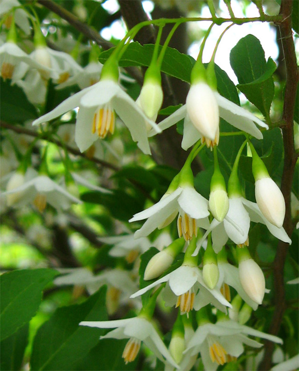 �R�̂莩�R���`�G�S�m�L��