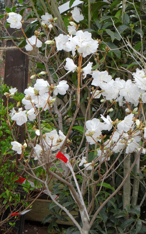 ���ԃQ���J�C�c�c�W