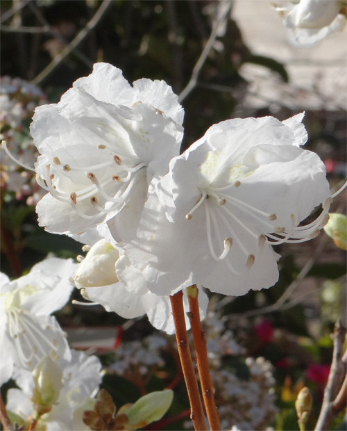 ���ԃQ���J�C�c�c�W