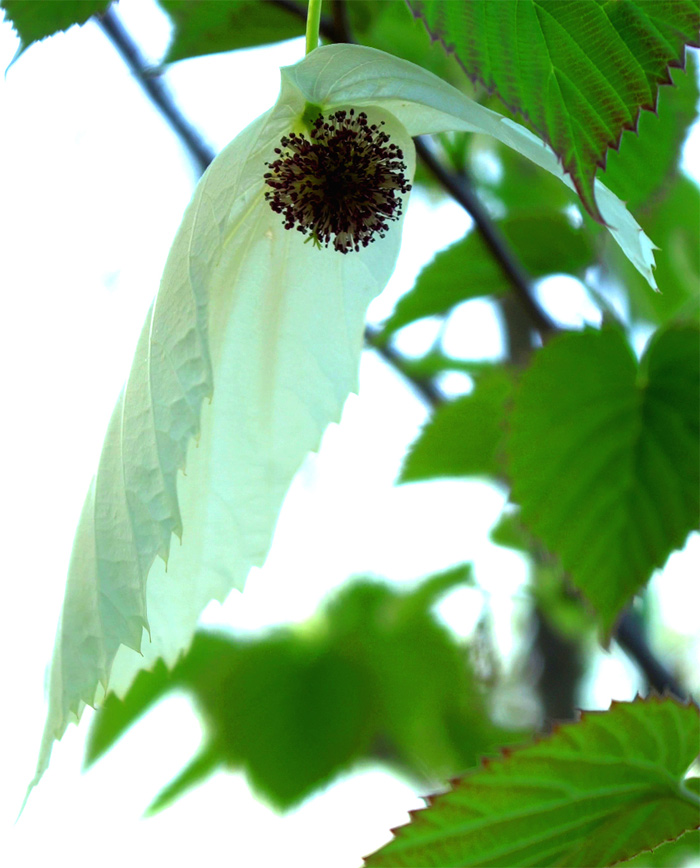 �n���J�`�̖؉�