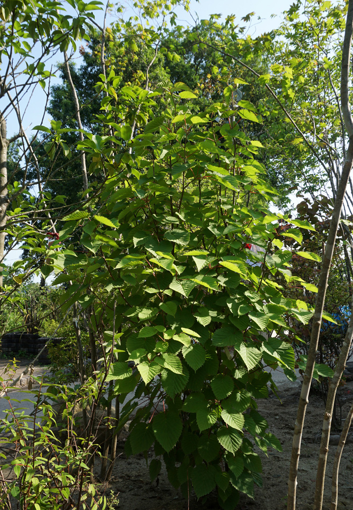 ���R���`�n���J�`�̖�