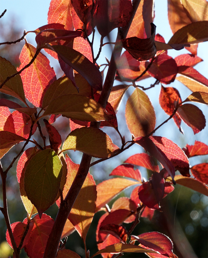 �q���V�����g�t