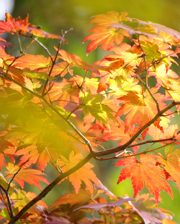 �q�i�E�`���J�G�f�g�t