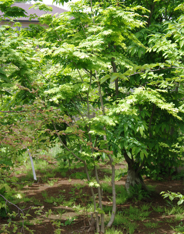 ���R���`�q�i�E�`���J�G�f