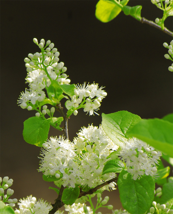 �q�g�c�o�^�S��