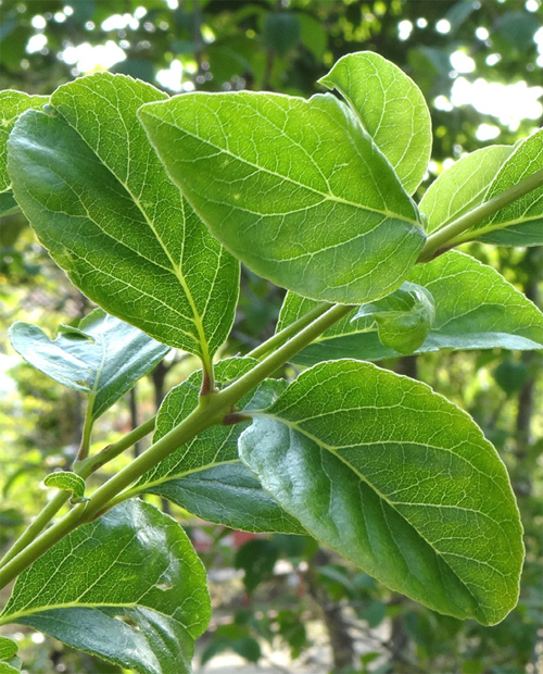 �q�g�c�o�^�S�̗t