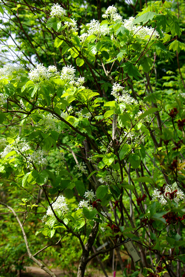 �q�g�c�o�^�S