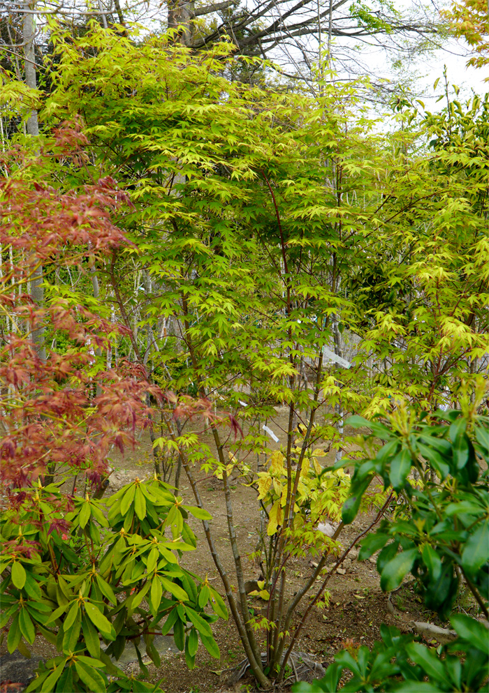 �C���n���~�W