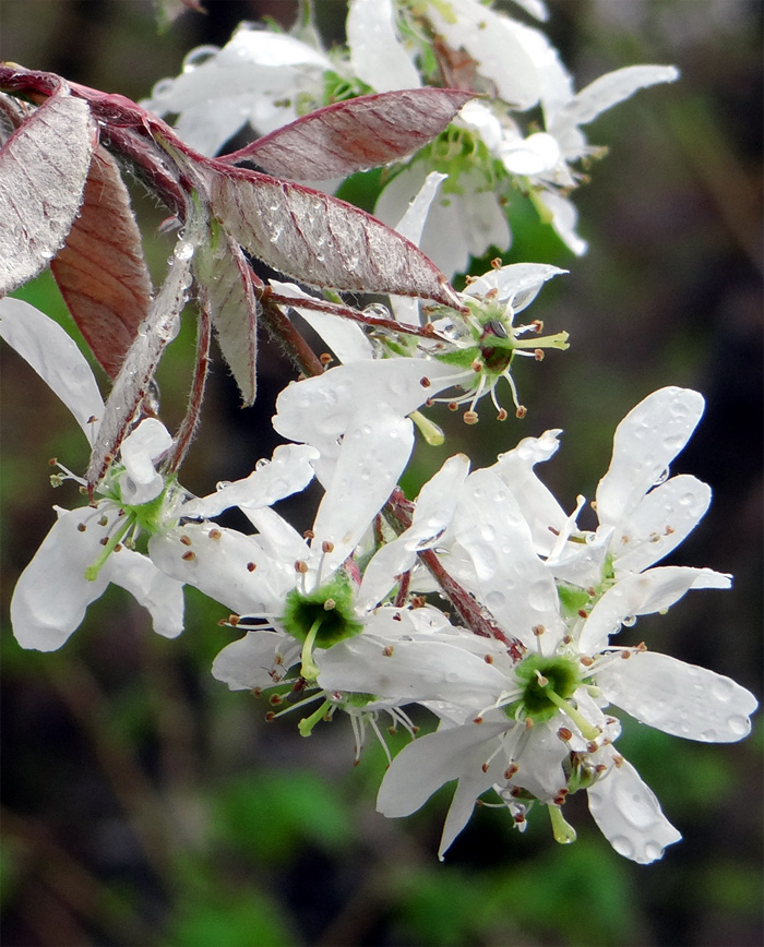 �W���[���x���[��